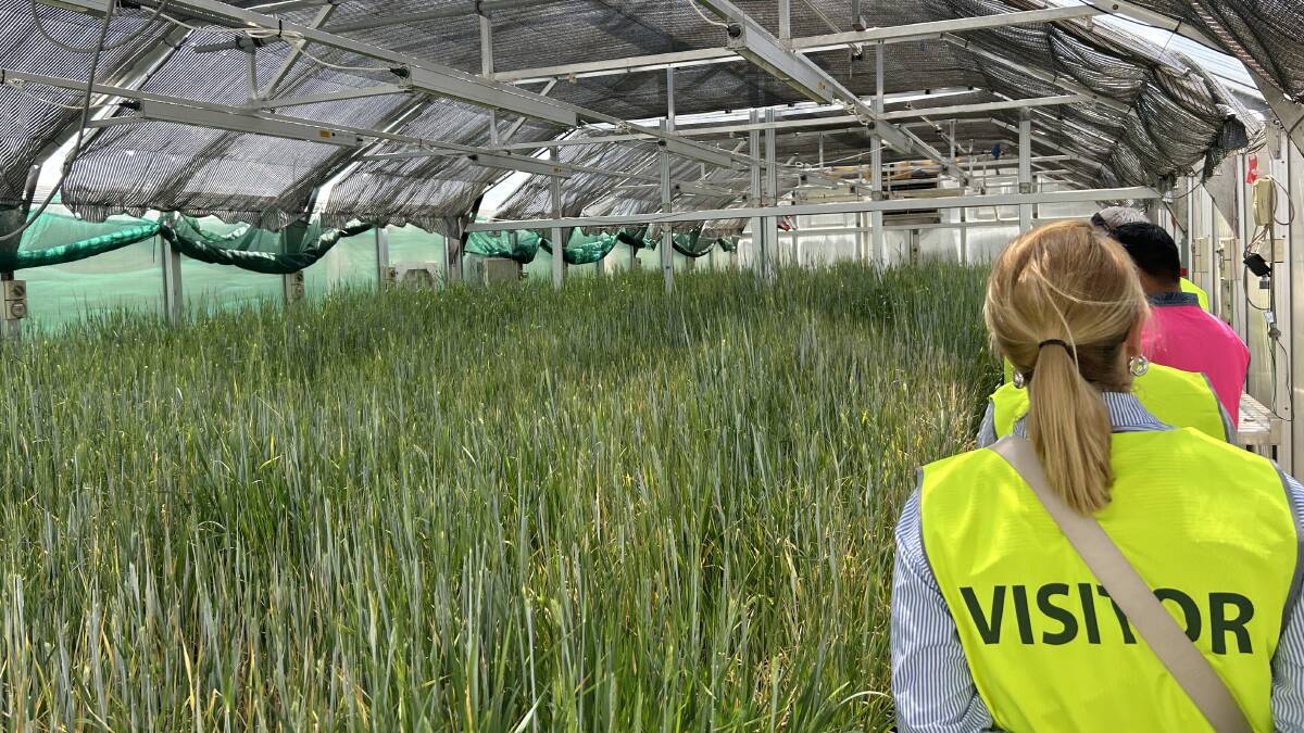 The tour of InterGrain, a company that breeds varieties of wheat, barley and oats for Australian farmers, included a visit to one of the greenhouses, a demonstration of pedigree crossing and a first-hand look at the companys facilities, software and hardware.