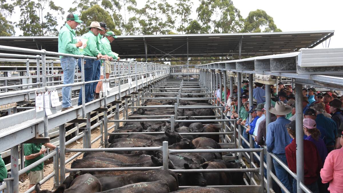 It will be a sea of black calves on Tuesday, January 9, at the Mount Barker Regional Saleyards when the Nutrien Livestock Great Southern team offers up 2300 quality Angus weaner calves from well-known southern producers in its 12th installment of its special Angus weaner sale.