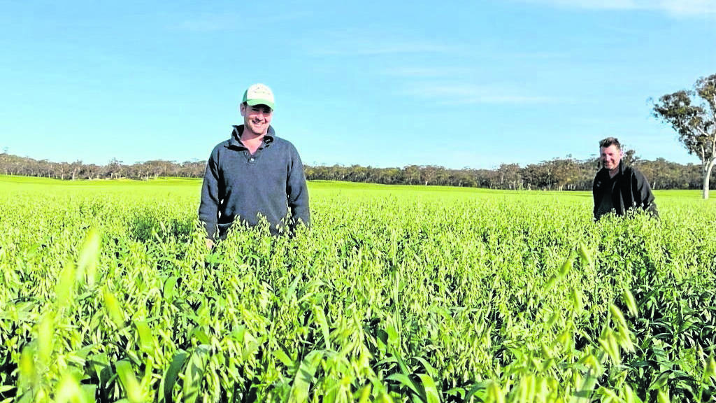 InterGrain oat breeder Allan Rattey (right) and Melchiorre Seeds Jason Melchiorre standing in a Goldie paddock at Narrogin, last September.