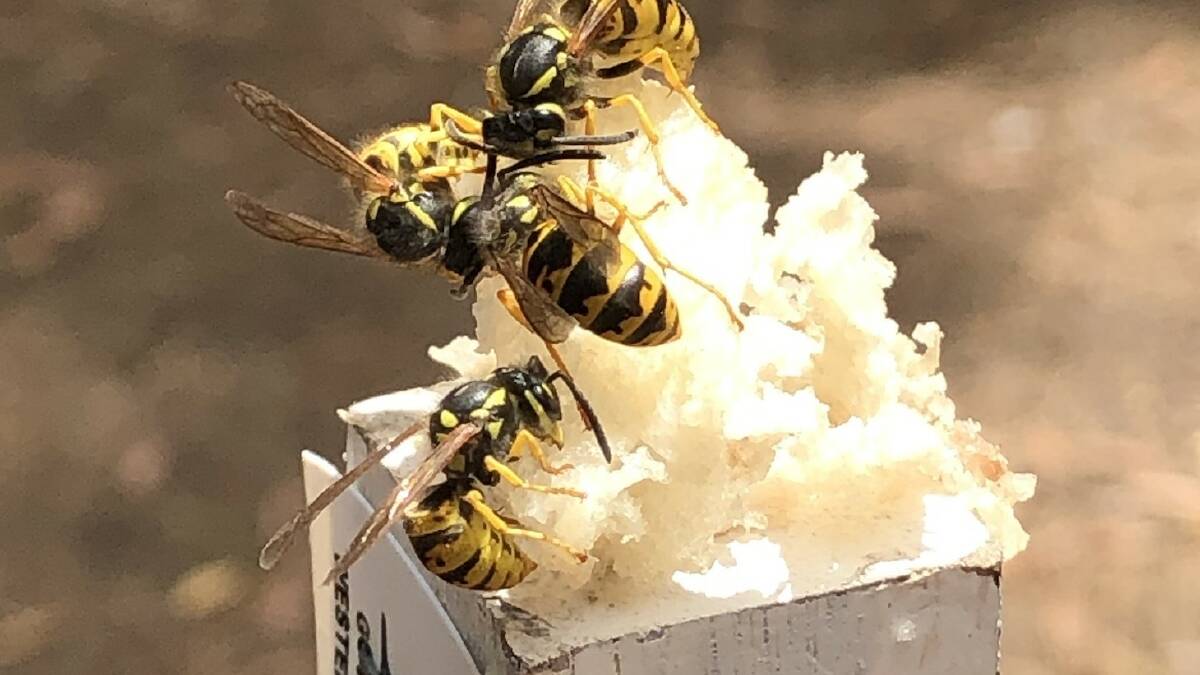 Wasp traps crucial for WA