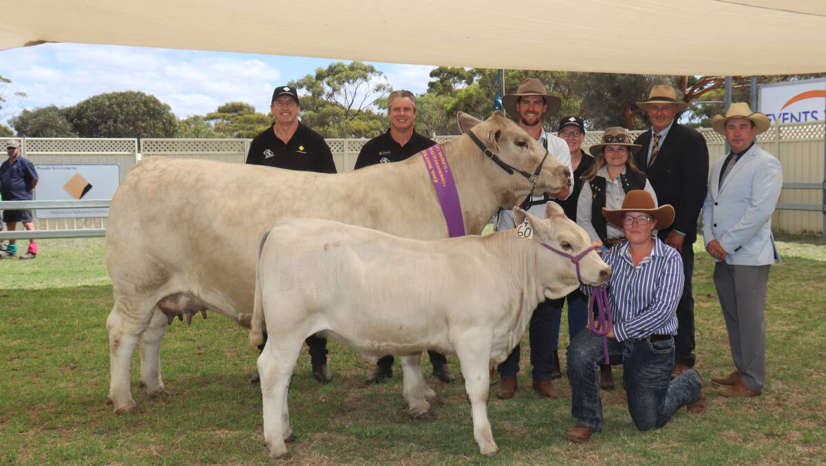 The Wise familys Southend Murray Grey stud, Katanning, had a show to remember when they dominated the major awards at the Commonwealth Bank Cattle Expo at last years Wagin Woolorama, capping it off with the supreme cattle exhibit, grand champion multibreed senior cow and champion British Breed senior cow. With their six-year-old cow Southend Reflection and her heifer calf were Joe Galantino (left) and Commonwealth Banks Brendon Kay, with Southend Murray Grey stud co-principal Kurt Wise, Commonwealth Banks Tina Moroney and Sienna Bergersen with judges Peter Collins, Merridale Angus stud, Tennyson, Victoria, and Rob Onley, Candy Mountain Cattle, Noorat, Victoria and handler (kneeling) Jayne Thompson.