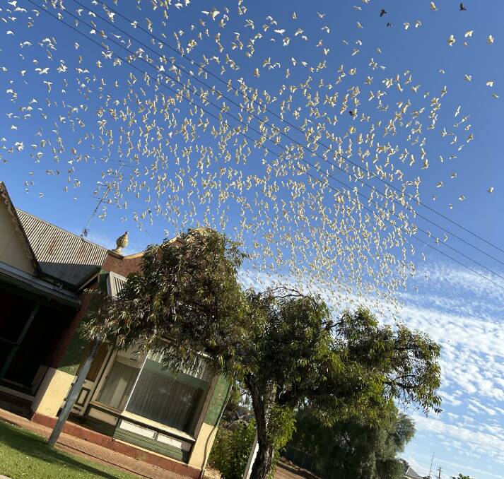 Corellas continue to be a major problem for shires in the Central Wheatbelt.