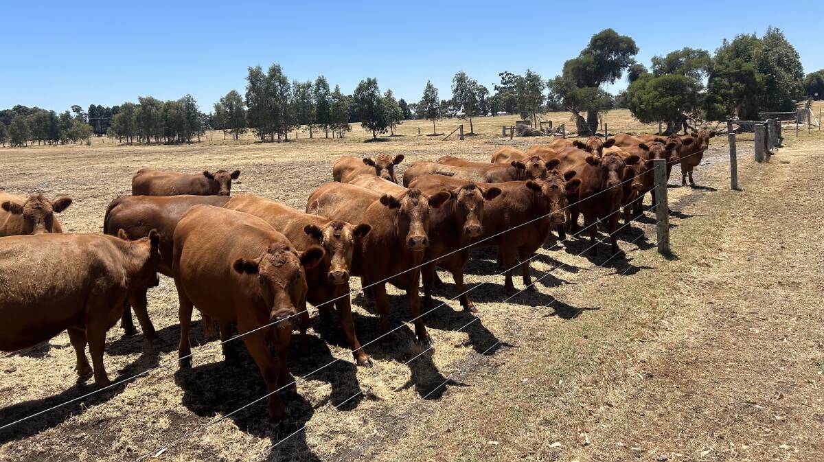 A draft of 30 Red Angus heifers aged 20-24 months which have been running with a Red Angus bull from April 21 to July 26, 2023, will be offered by J Vanderschaaf.