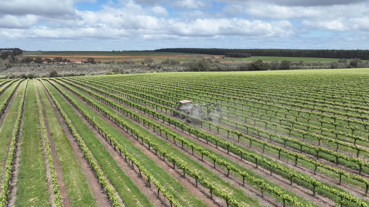 Russell Road Vineyard is WAs biggest vineyard and is in the premium wine region of Frankland River, in the Great Southern.