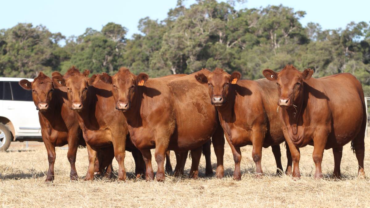 Norm Dennis, GF Dennis & Co, Anniebrook (via Busselton) will offer 25 PTIC Red Angus rising 2yo heifers at the sale which are due to calve to Willandra Red Angus bulls from February 27 to April 16.