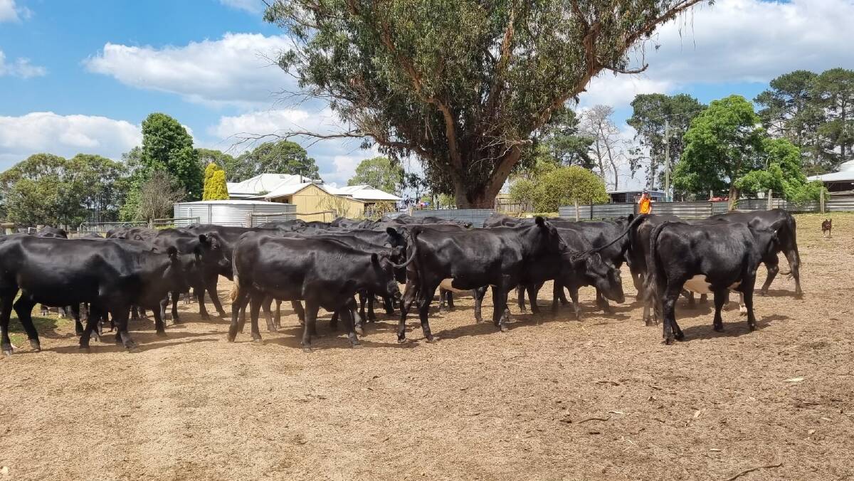 Neville and Caroline Lindberg, NJ & CL Lindberg, Denbarker, will be the largest vendors in the special unjoined first-cross heifer offering at the Nutrien Livestock Boyanup store sale on Friday, February 2. In the sale the Lindbergs will offer 36 Angus-Friesian heifers.