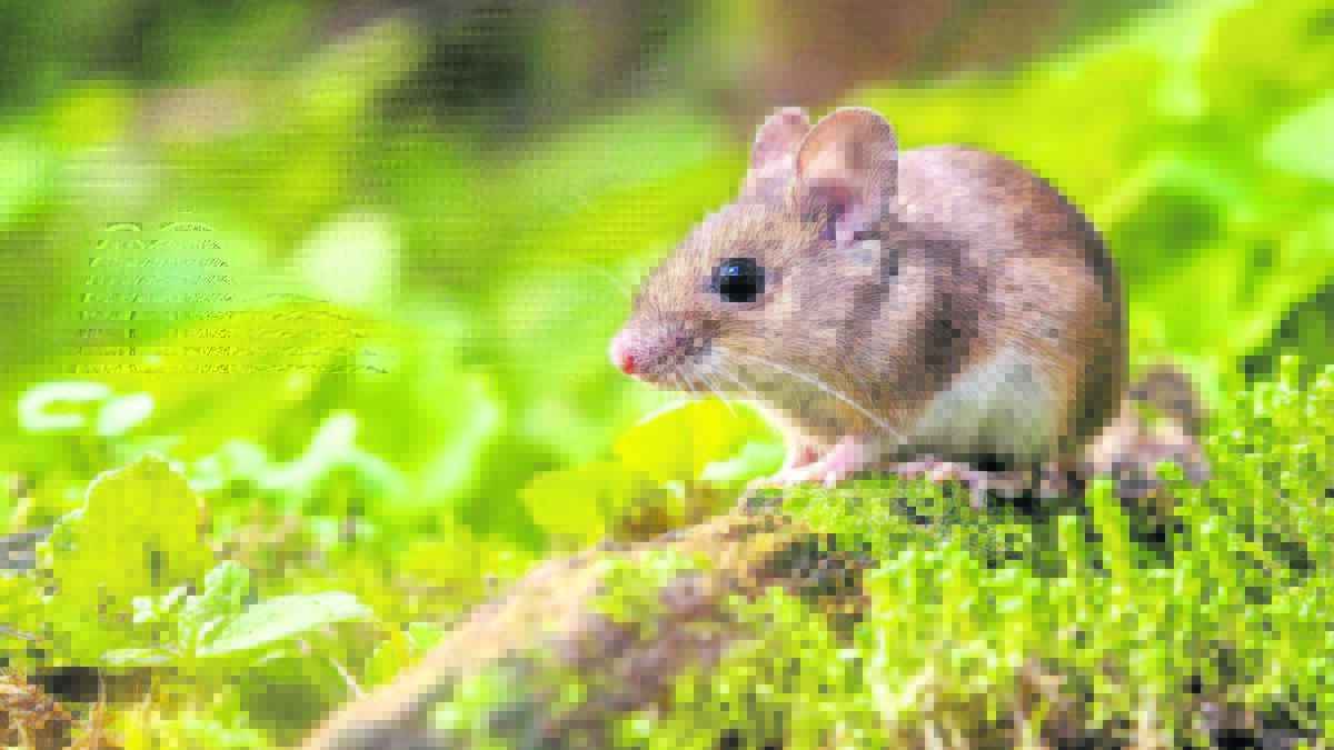 Growers urged to report mouse numbers