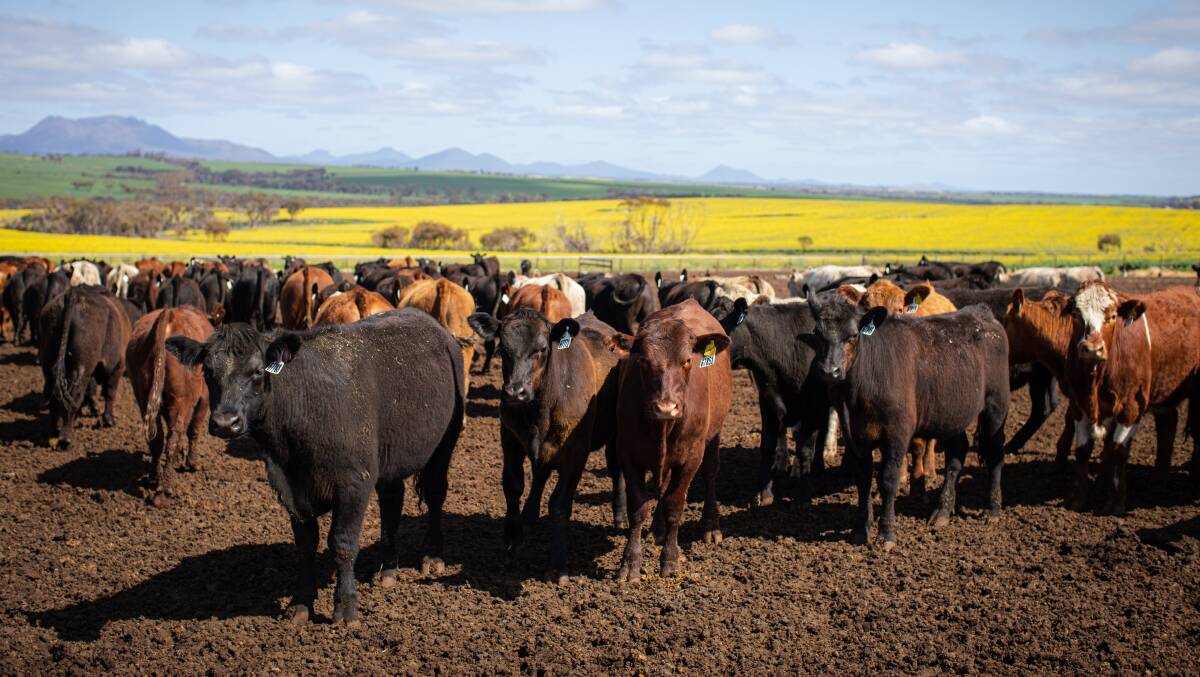The majority of the cattle are sourced from the Great Southern area by the Stirling Ranges Beef cattle buyer John Gallop, from a select 40 producers that grass rear cattle, which are eventually finished off on grain to ensure great taste, marbling and tenderness.