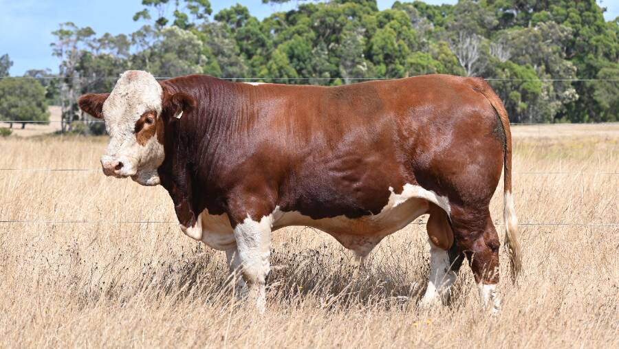 Topweight U056 (P) (by Willandra President) sold for the $7250 top price on AuctionsPlus to the Hannah family, Glenanna Simmentals, Merrygoen, New South Wales.
