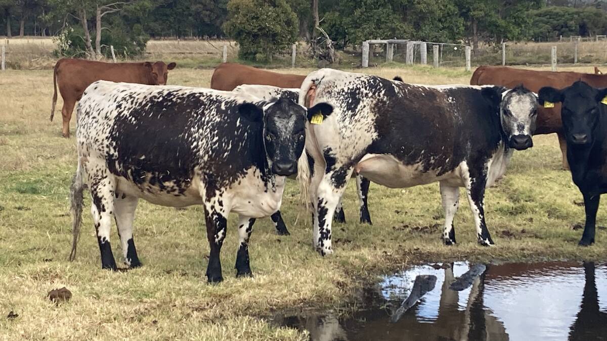 Along with offering Angus heifers Mark and Peta-Jane Harris, Treeton Lake, Cowaramup and Dardanup, have six Speckle Park heifers and 13 Red Angus heifers which are all PTIC to a Red Angus bull. 