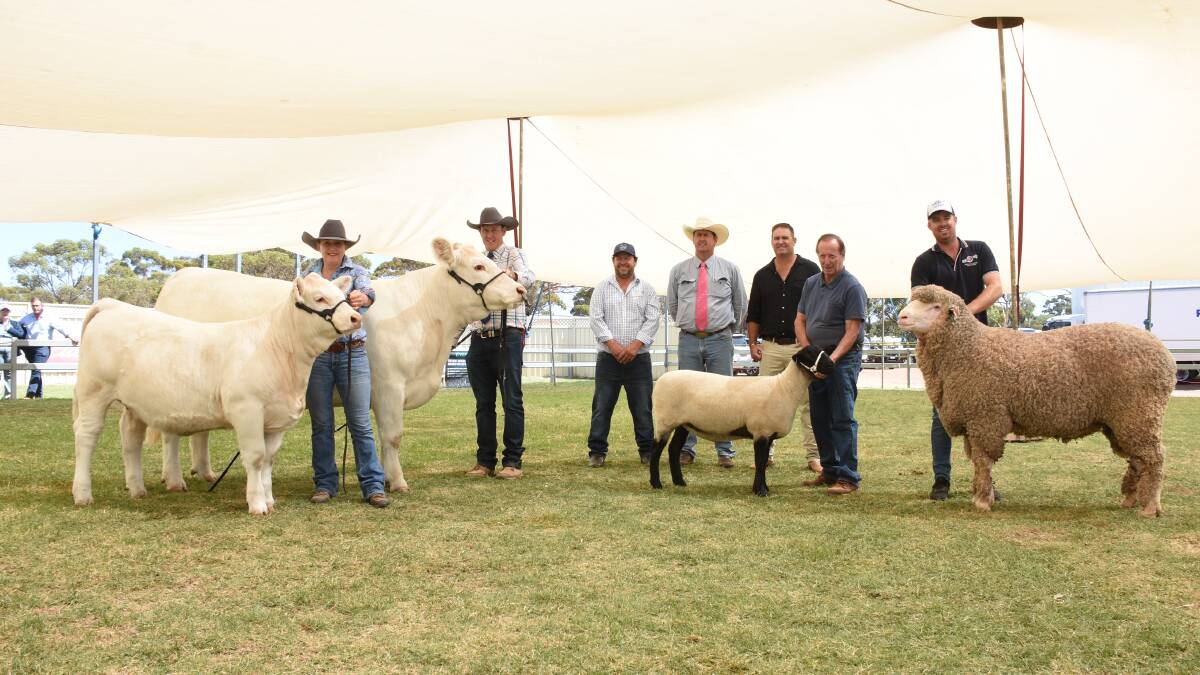 The line-up for the 4Farmers sponsored supreme animal exhibit were a Charolais cow and calf unit from the Venturon Livestock Charolais stud, Boyup Brook, led by Bronnie McNair (left) and Venturon Livestock co-principal, Harris Thompson, a Suffolk ewe from the Goldenover stud, Cuballing, held by stud principal Ray Batt and a Poll Merino ram from the Kolindale stud, Dudinin, held by stud co-principal Luke Ledwith. With the line-up were judges Steven Bolt, Claypans stud, Corrigin, Kevin Yost, Liberty Charolais and Shorthorn studs, Toodyay and Scott Mitchell, Rene Poll Dorset, White Suffolk and Charollais studs, Culcairn, New South Wales.