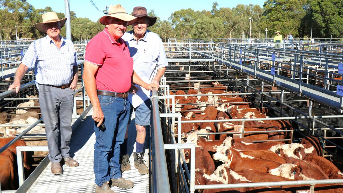 Elders, Williams agent Graeme Alexander (centre), with sale vendors Jeff Gibbs (left), Boddington and Merv Wunnenberg, Bowelling, looking over the Gibbs familys Poll Hereford calves that topped at $961 while Mr Wunnenberg sold steers to $1055.