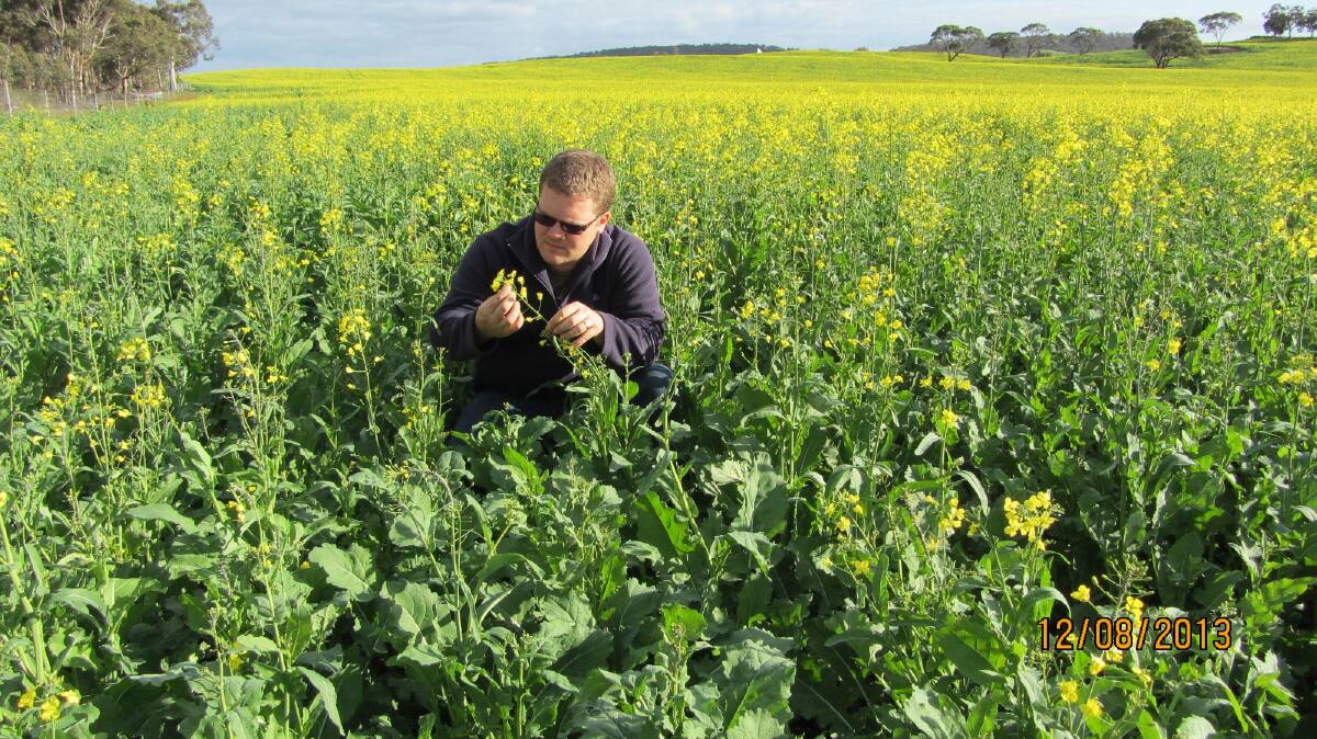 DPIRD research scientist Dr Dusty Severtson has been researching the proximity of the green bridge to canola crops as a predictor of risk to diamondback moth.