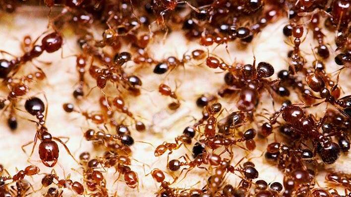 The Senate report said "notwithstanding funding boosts" there had been little progress over time regarding the transparency, governance and coordination of the reforms needed to eradicate fire ants. Picture supplied. 