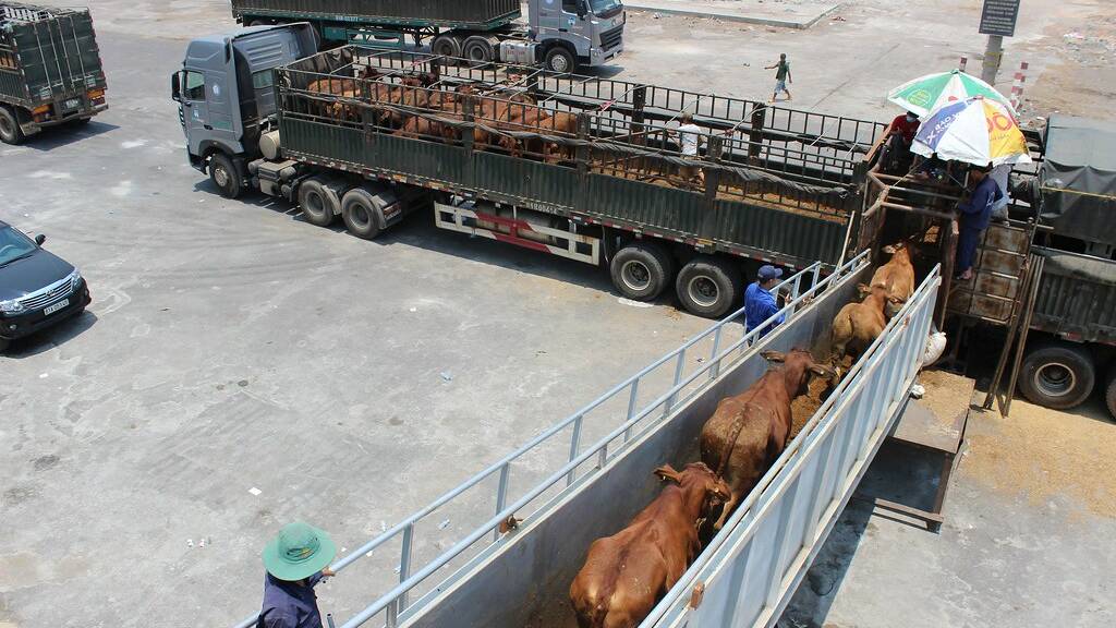 The MV Bahijah exporter intends to transport livestock around the Cape of Good Hope in southern Africa to Israel without passing through the Red Sea. Picture by Australian Live Export Council. 