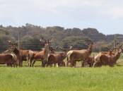 The deer farming industry is overwhelmingly composed of mainly mixed farmers chasing a side hustle. Picture supplied.