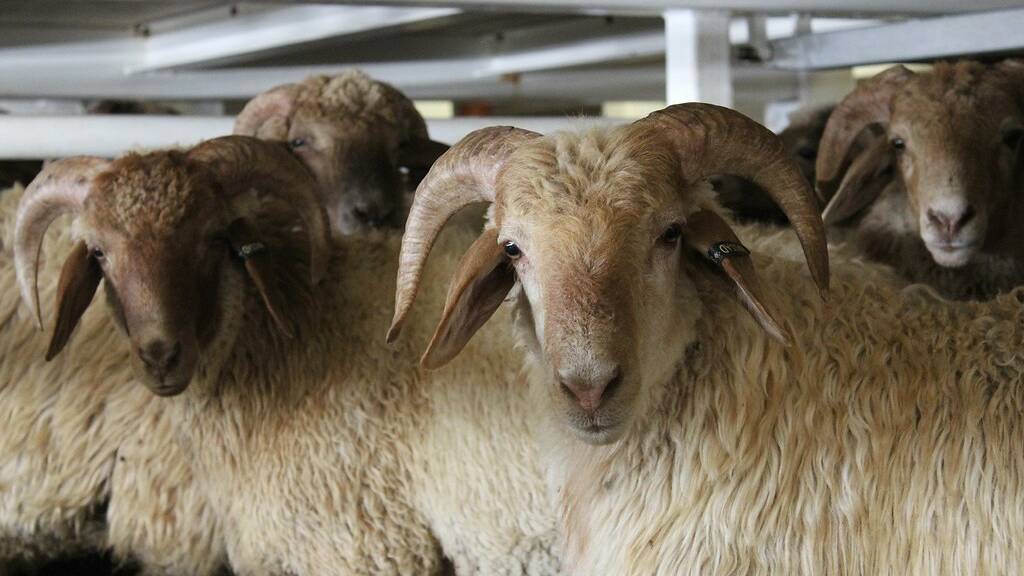 MV Bahijah livestock have been cleared for re-export. Picture by Australian Live Exports Council.
