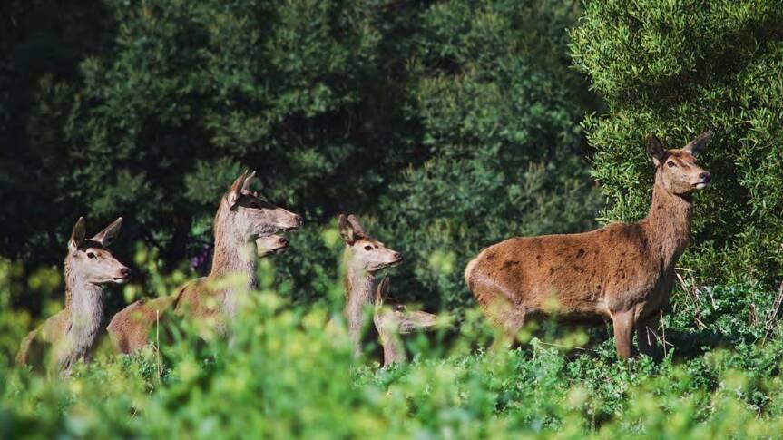 A draft national feral deer action plan released in 2022 found in the past 20 years, Australia's deer population has risen from 200,000 to upwards of two million. Picture supplied.