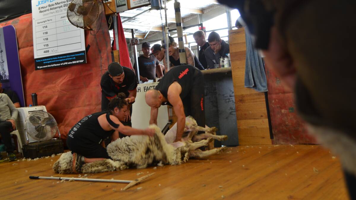 Roustabout Angela Wakely, Rocky Wagner and Josh 'Wah' Clayton during the attemot on the world record for shearing Merino ewes in an eight hour day.