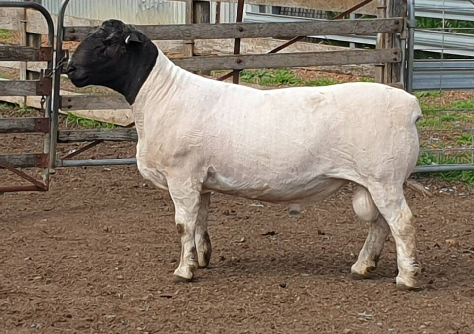 Kaya D030 190345 sold for $42,000 to Marisa and Bully Malherbe and family from Bulmar stud, Orange during the online auction. Photo: supplied