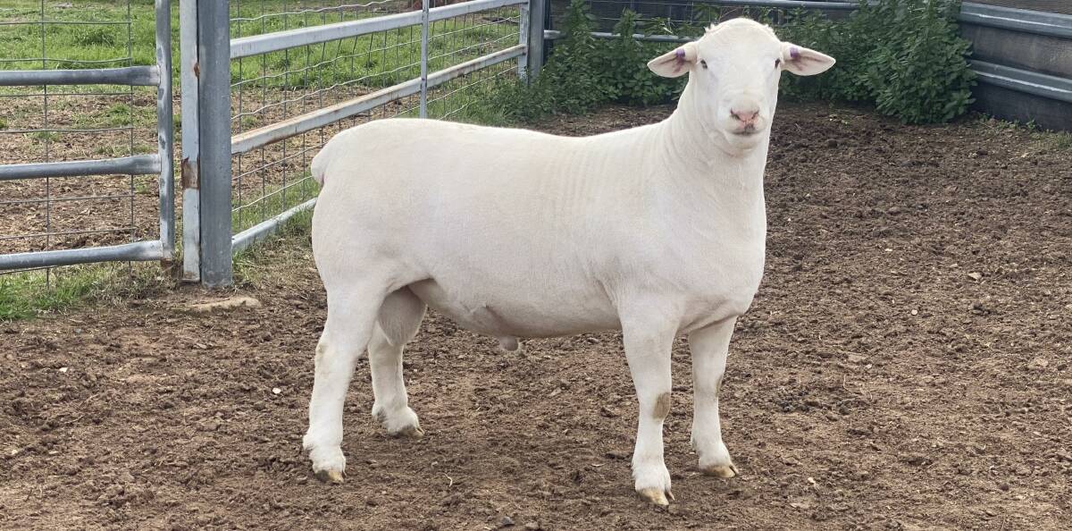 Belowrie WD854 200008, the $8000 top-priced White Dorper will find his home in Queensland. Photo: supplied
