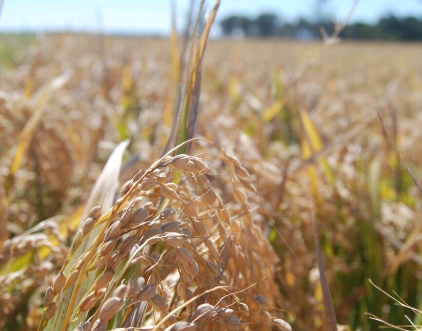 Aussie rice stocks exhausted but NSW poised to harvest 450,000t crop