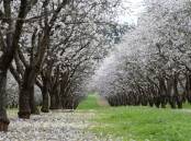 Last year's wet season drowned trees and notably reduced the national almond harvest. File photo. 