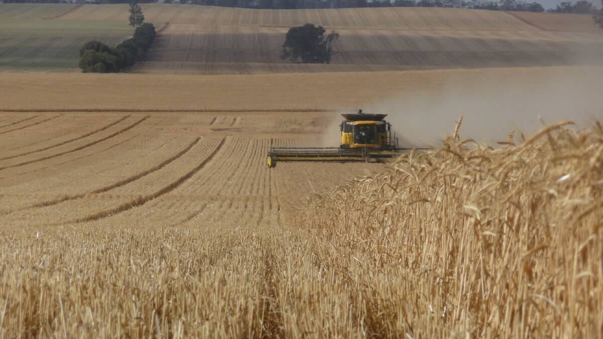 Fast, whopper grain harvest defies weather and labour shortages