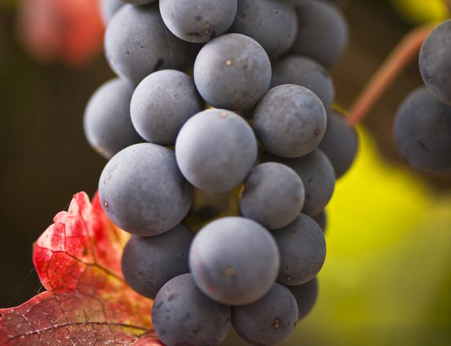 Treasury Wine Estates is expanding its Chinese-made wine production. File photo.