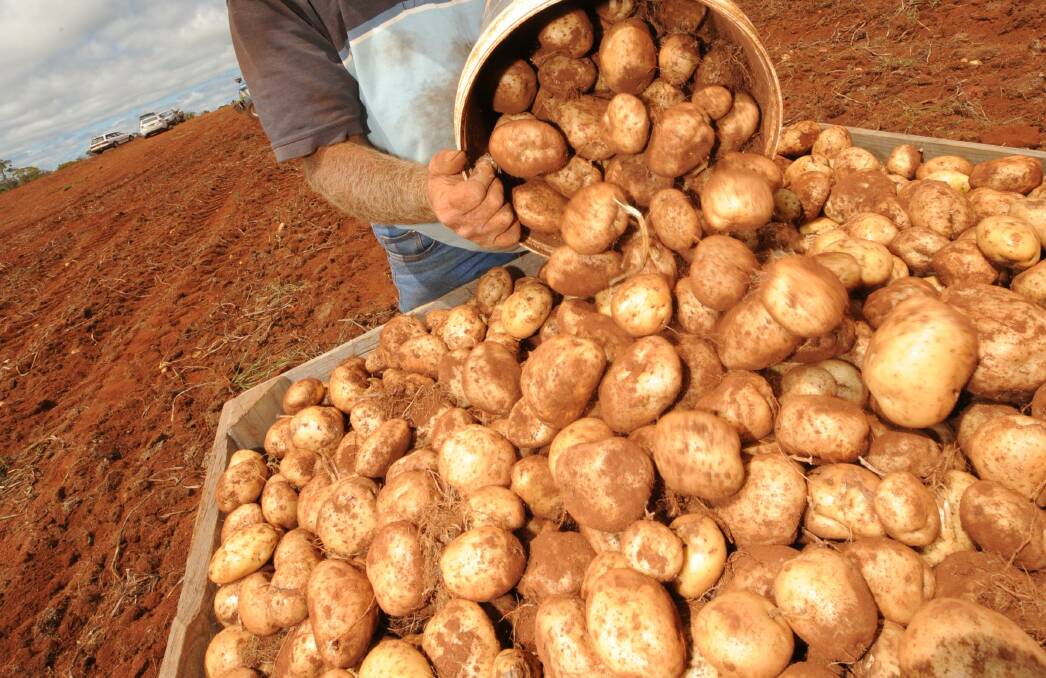 Big potato players okay to merge, despite shrinking competition concern