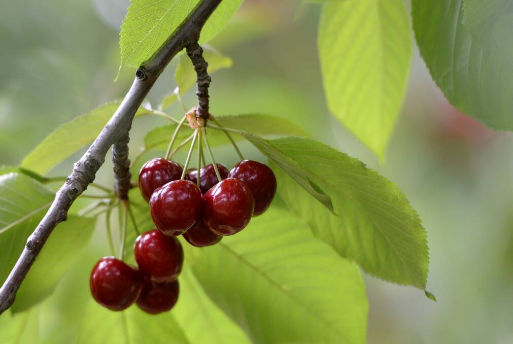 Yarra Valley Cherries get carbon-friendly tick. File photo.