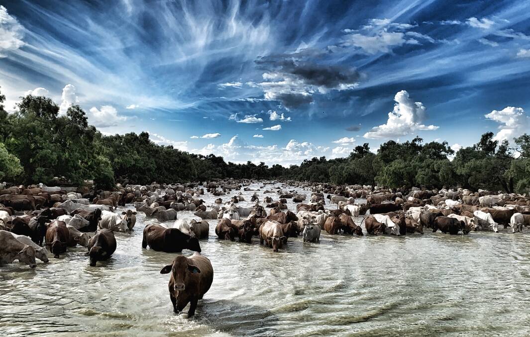 The dramatic flooding to impact the Australian Agricultural Company's herd on Canobie Station in 2019 was captured in this photo by contract musterer, nurse and photographer, Stephanie Griffiths.
