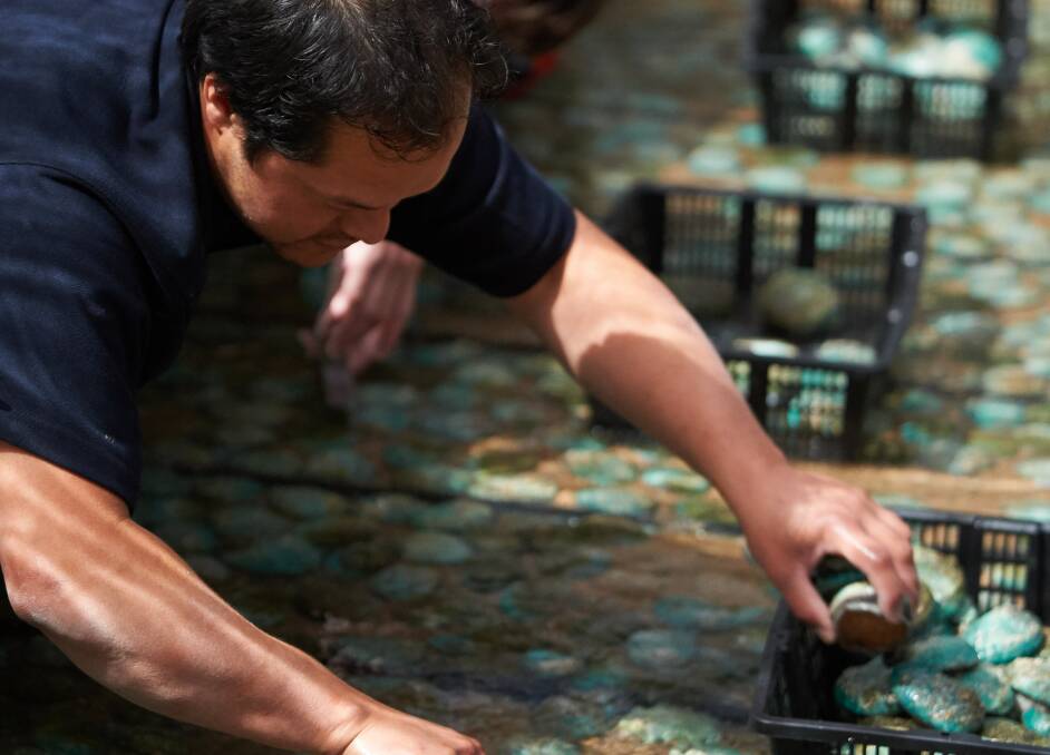 Abalone farmer and exporter, Yumbah Aquaculture has muscled into the mussel business. Photo supplied.