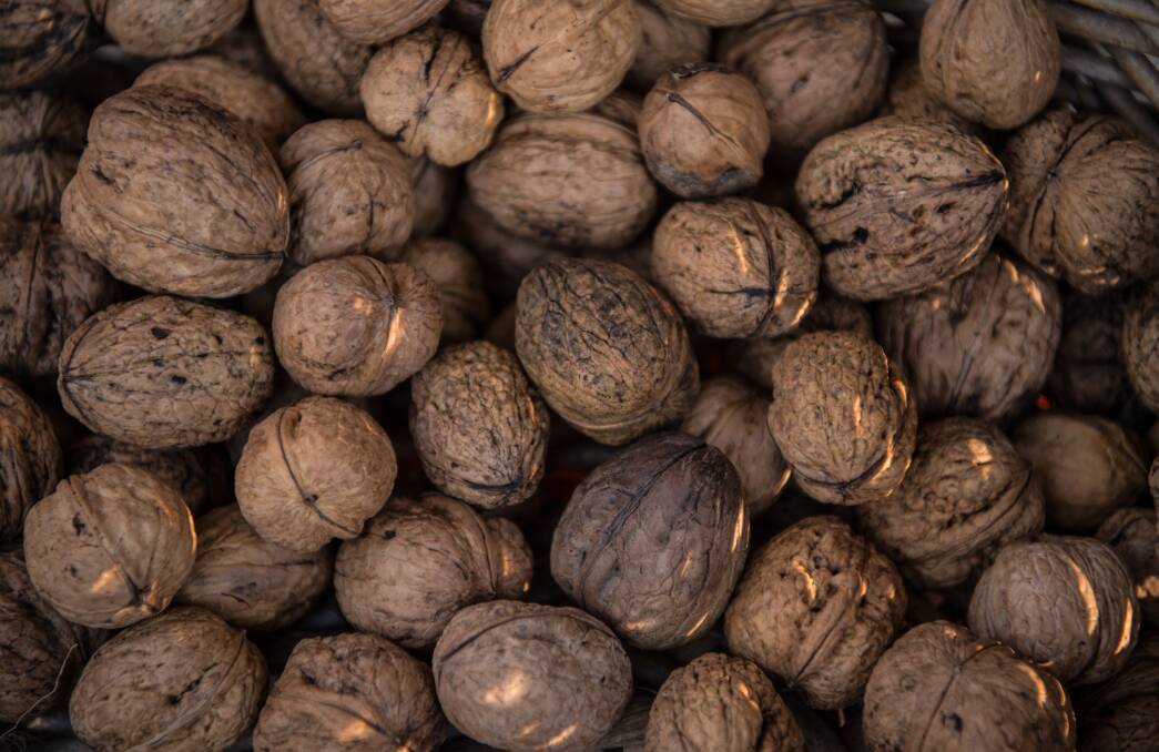 India’s green light for Aussie walnut imports