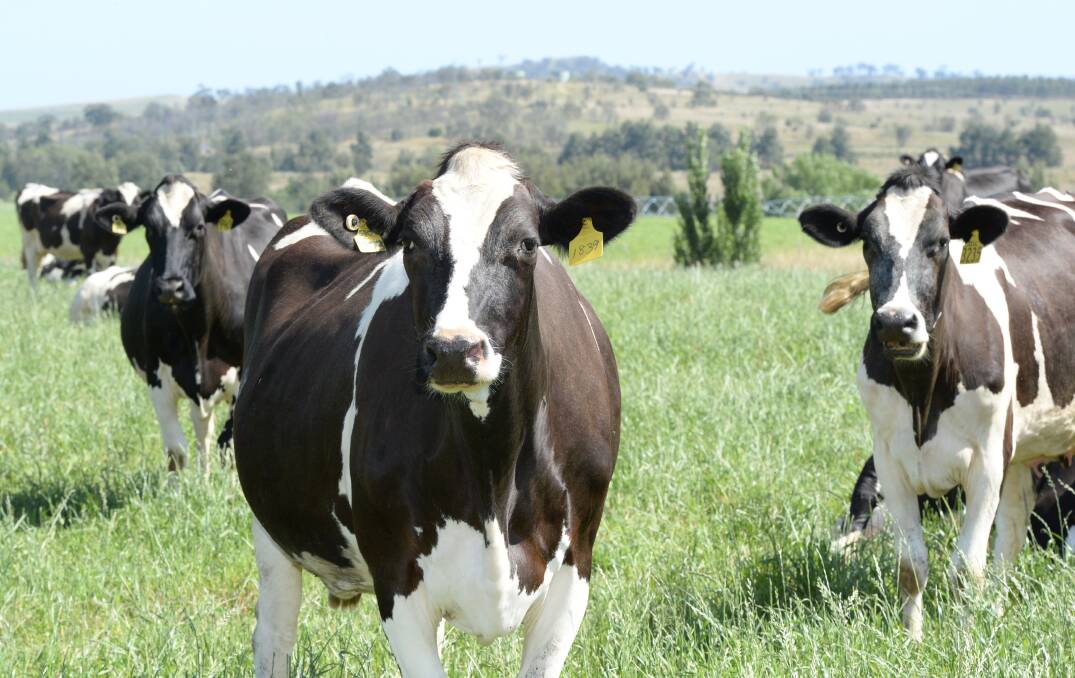 Why the marketplace isn't a viable plan for dairy