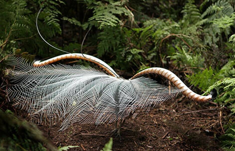 The lies the lyrebird tells to keep his girl