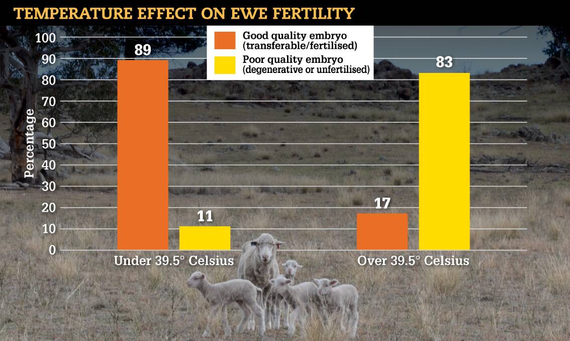 Australia is turning up the heat, and it is cooking our lambs. Research into the effect ewe body temperature has on embryo quality has shown a distinct temperature where embryo viability dramatically changes. 