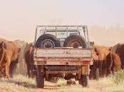 For more than 65 years the McKay family of Umbearra Station has grown their beef cattle operation in central Australia, and now they are one of the biggest Red Angus herds in the country.