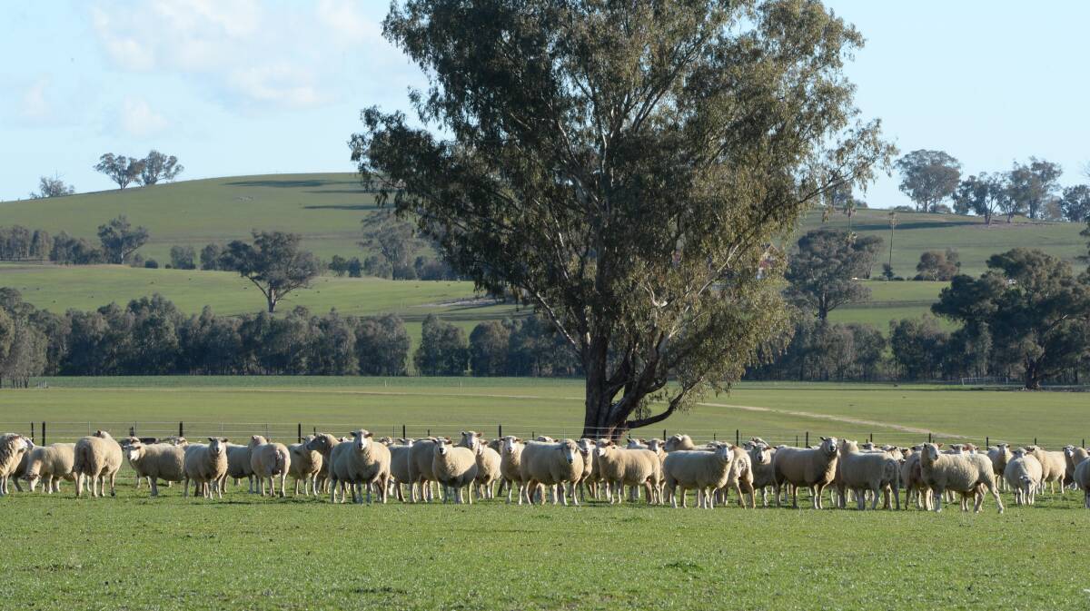 A mob of three- to six-year-old Mt Ronan-blood maternal composite ewes, that are expected to be early twinners grazing lucerne pastures. 