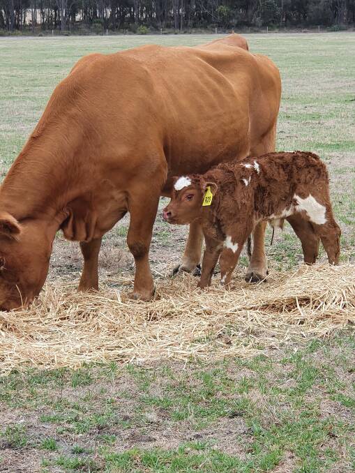 The unique calf was purchased for $12/kg by Ruby Park Limousins, Dubbo, and is aimed for Sydney 2021. Photo: supplied