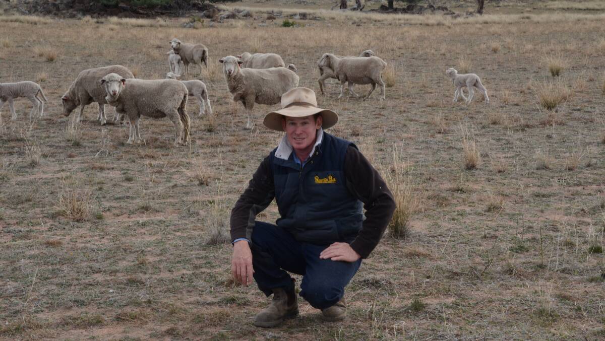 Matthew Coddington of Roseville Park Merinos, Dubbo, is combating heat stress and the affect it has on ewe body temperature and embryo viability by ensuring he has his ewes in the right body condition score, doing a pre-shear before joining and putting teasers out.
