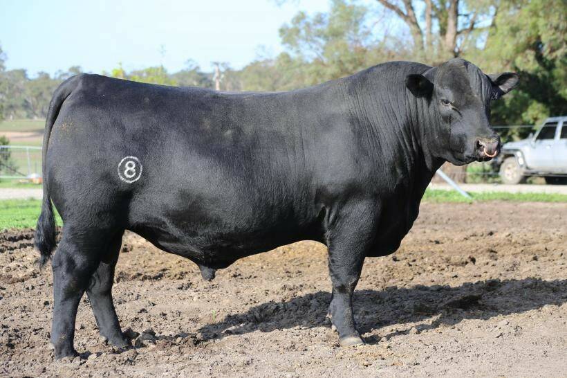Circle 8 The Project Pineapple P124 sold for the $20,000 top to Londavra Angus, St Marys, Tasmania. Photo: AuctionsPlus