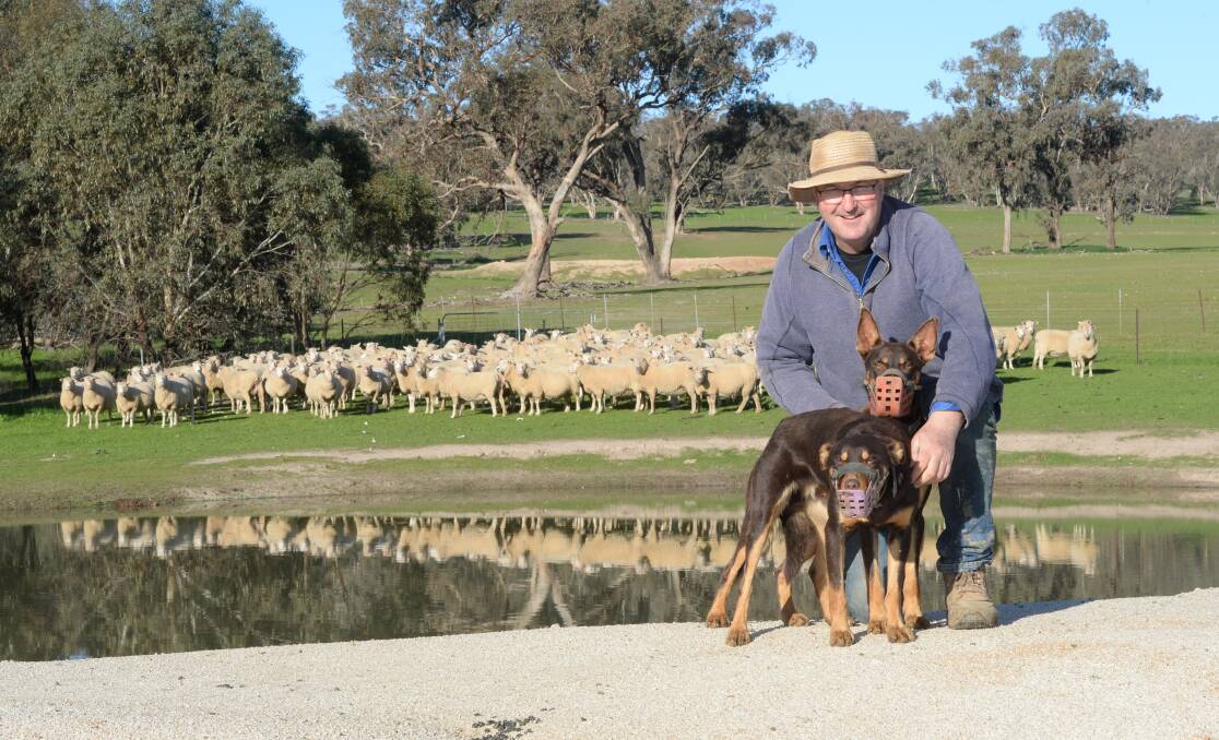 Andrew Hunter, Hills Park, Yerong Creek, ensures lamb survival by getting nutrition and body condition score right in ewes, making sure they aren't too fat. Pictured with his dogs Chopper (front) and Clyde. Photos: Rachel Webb