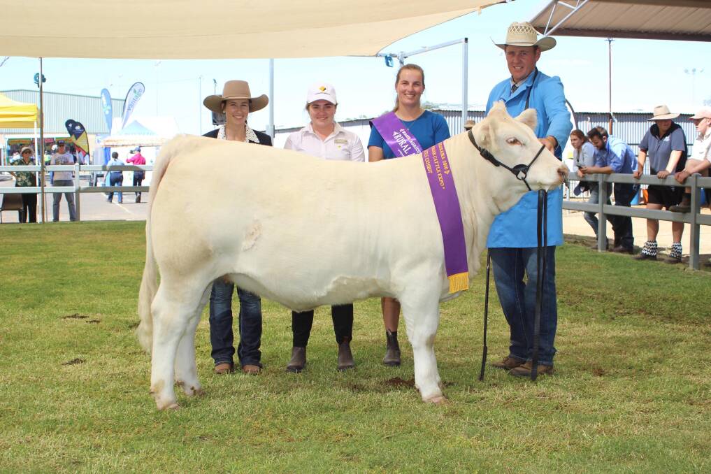 At her first and only outing in 2020, Venturon Clementine 11 was the supreme exhibit of the 2020 Wagin Woolorama. Photo: supplied