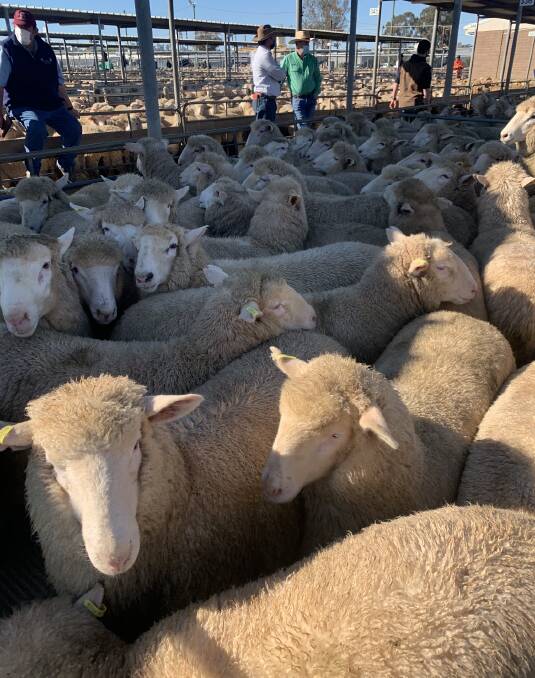 QUALITY: These new-season lambs made $340 for Judy, Melissa and Joanne Rodham of Uranquinty at the Wagga sheep and lamb market on Thursday. Picture: Supplied