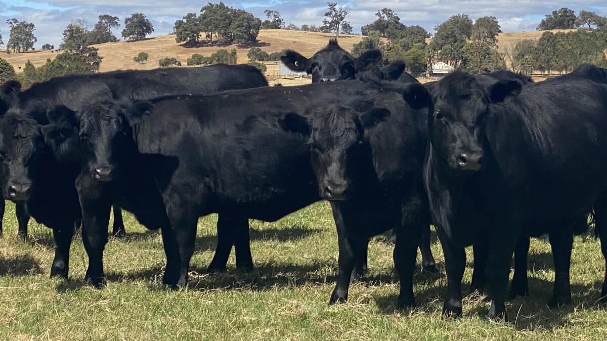 Coming in from Brunswick will be 24 ownerbred Angus heifers from J Shine & Co. The 12-month-old heifers would make ideal future breeders.