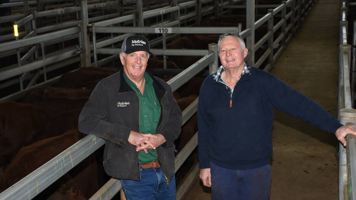 Nutrien Livestock, southern livestock manager Bob Pumphrey (left) and buyer Noel Bairstow, Arizona Farms, Lake Grace. Mr Bairstow purchased 209 Droughtmaster heifers from Mundabullangana station's, Port Hedland, feature draft of 454 heifers paying to 574c/kg and $1539.