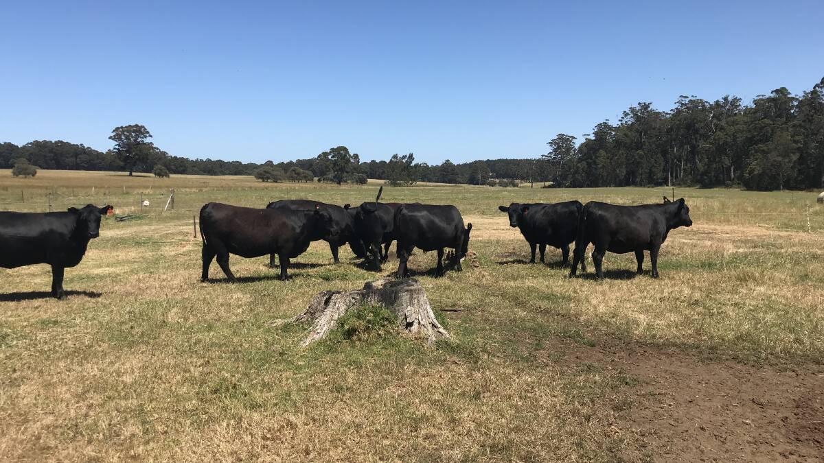 Northcliffe operation BP Cross has nominated 16 PTIC Angus heifers for the sale. The heifers were purchased from Quintarra Farms, Esperance and were AI-mated to Lawsons Momentus M518 on May 10 before being backed up by another Lawsons Angus sire.