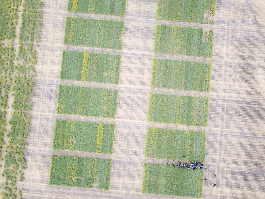 An aerial view of the 2020 Spring Field Day at Latham, showcasing the canola National Variety Trials.
