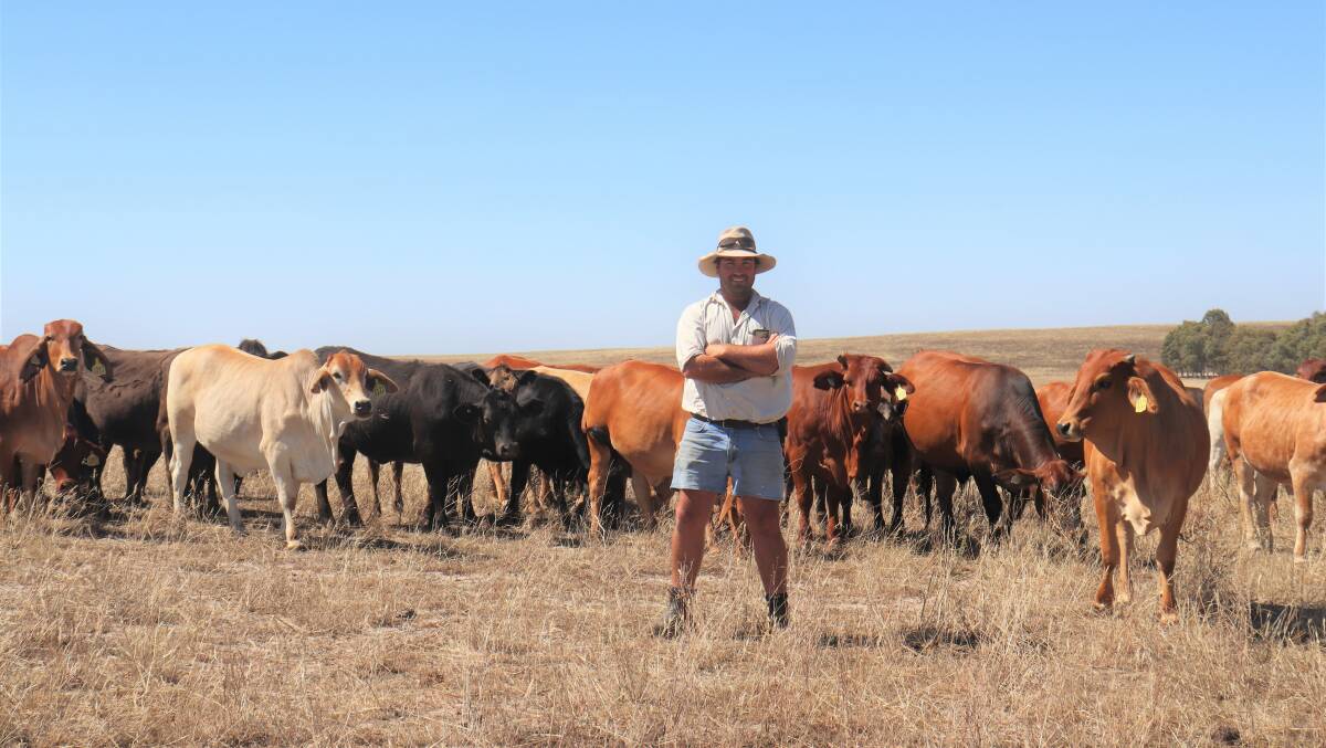 Murray Grey runs 100 breeders, 80 cows and 20 replacement heifers at the family's Yathroo property.